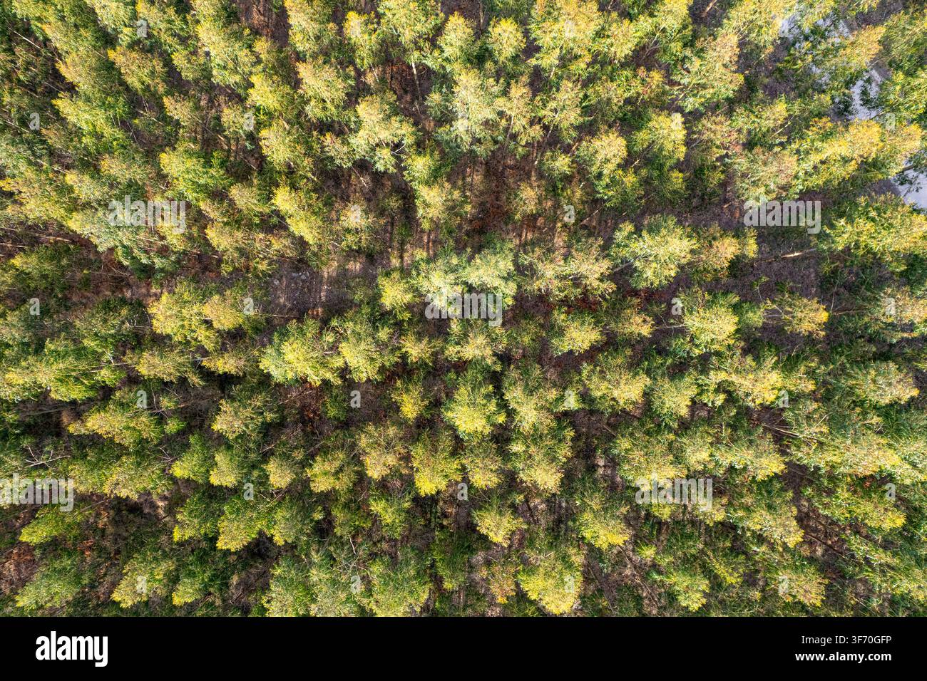 Schöner Naturhintergrund mit grünen Waldkronen von oben Stockfoto