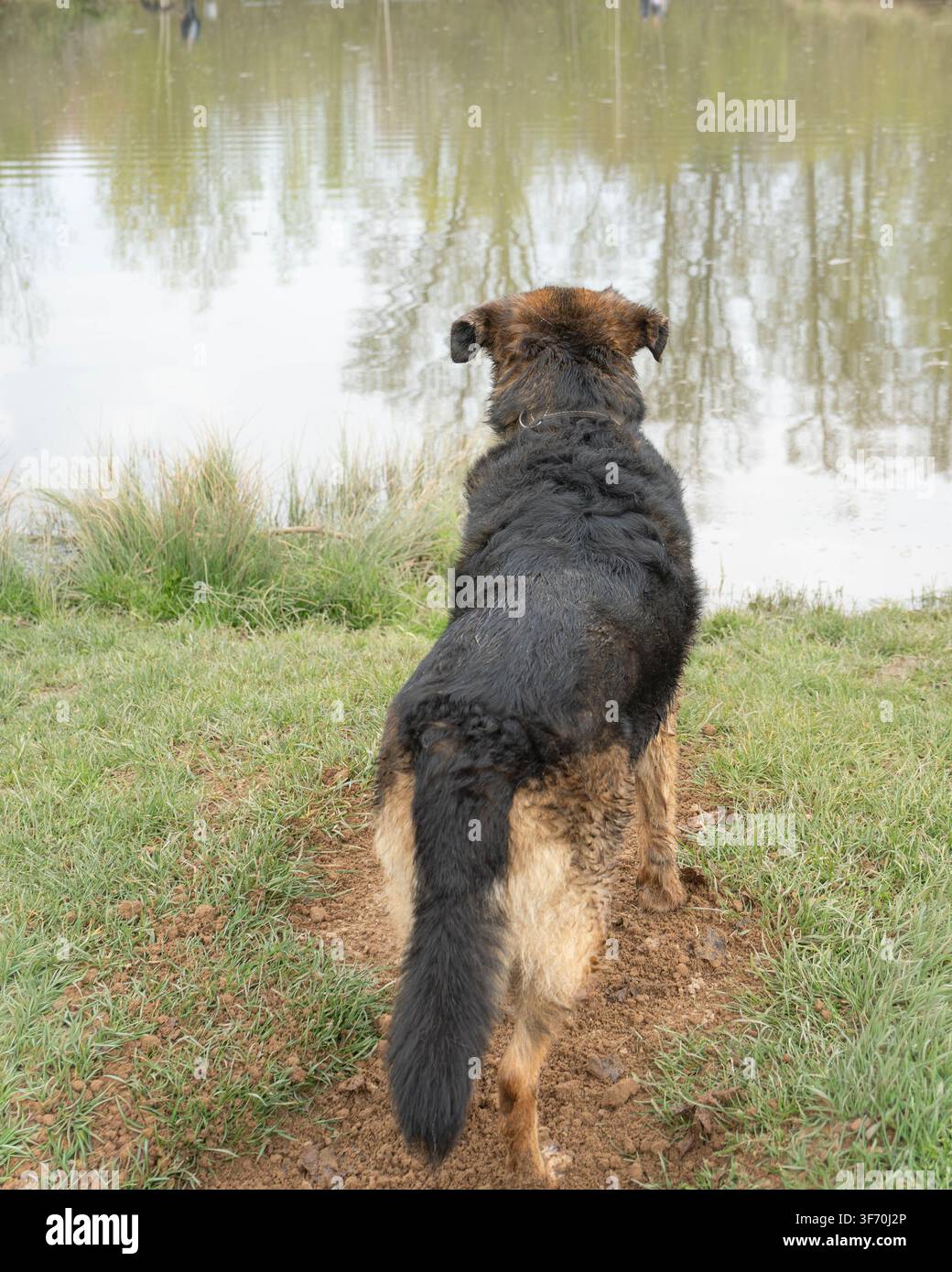 Foto von einem Schäferhund, der am Ufer eines Teiches steht und über ruhiges Wasser in einer natürlichen Umgebung schaut, ideal für Haustier-Natur- und Outdoor-Themen Stockfoto