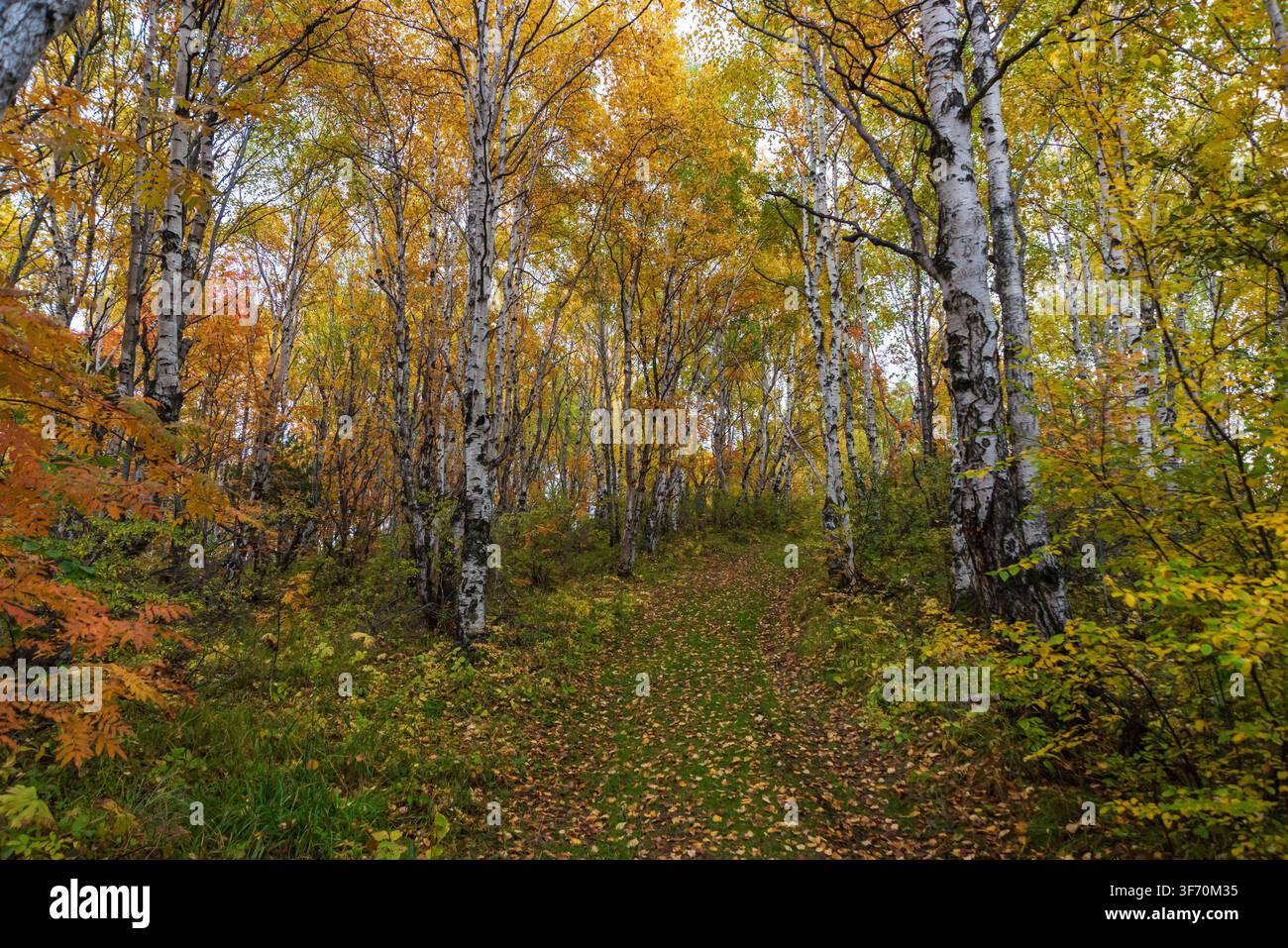 Viele Espen in einem Wald während der Herbstzeit Stockfoto