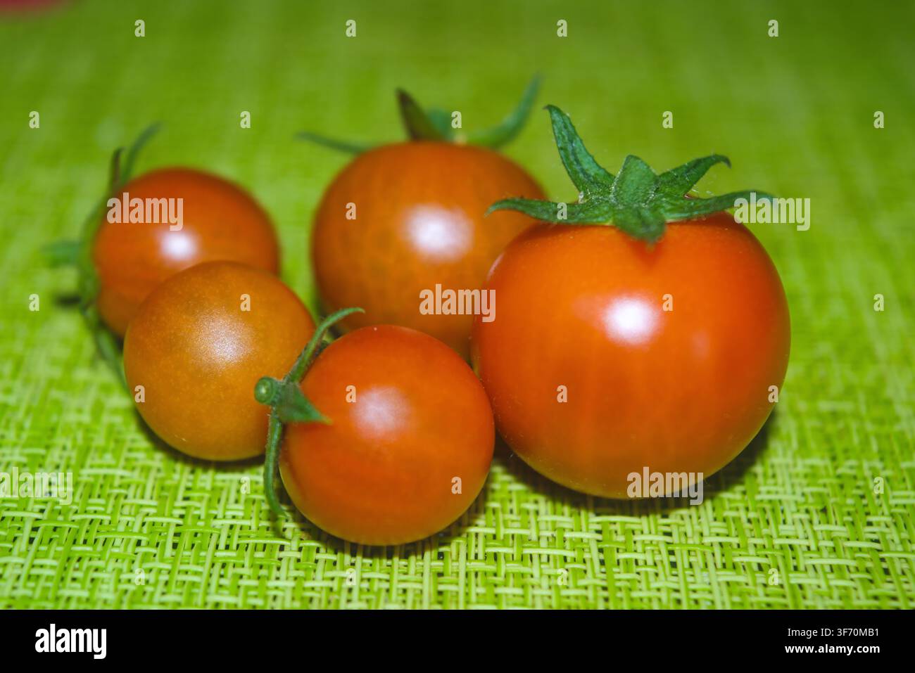 Frisch gepflückte Tomaten in verschiedenen Reifegraden liegen auf einem natürlichen grünen Tuch und zeigen ihre satten Farbtöne vor den erdigen Tönen darunter Stockfoto