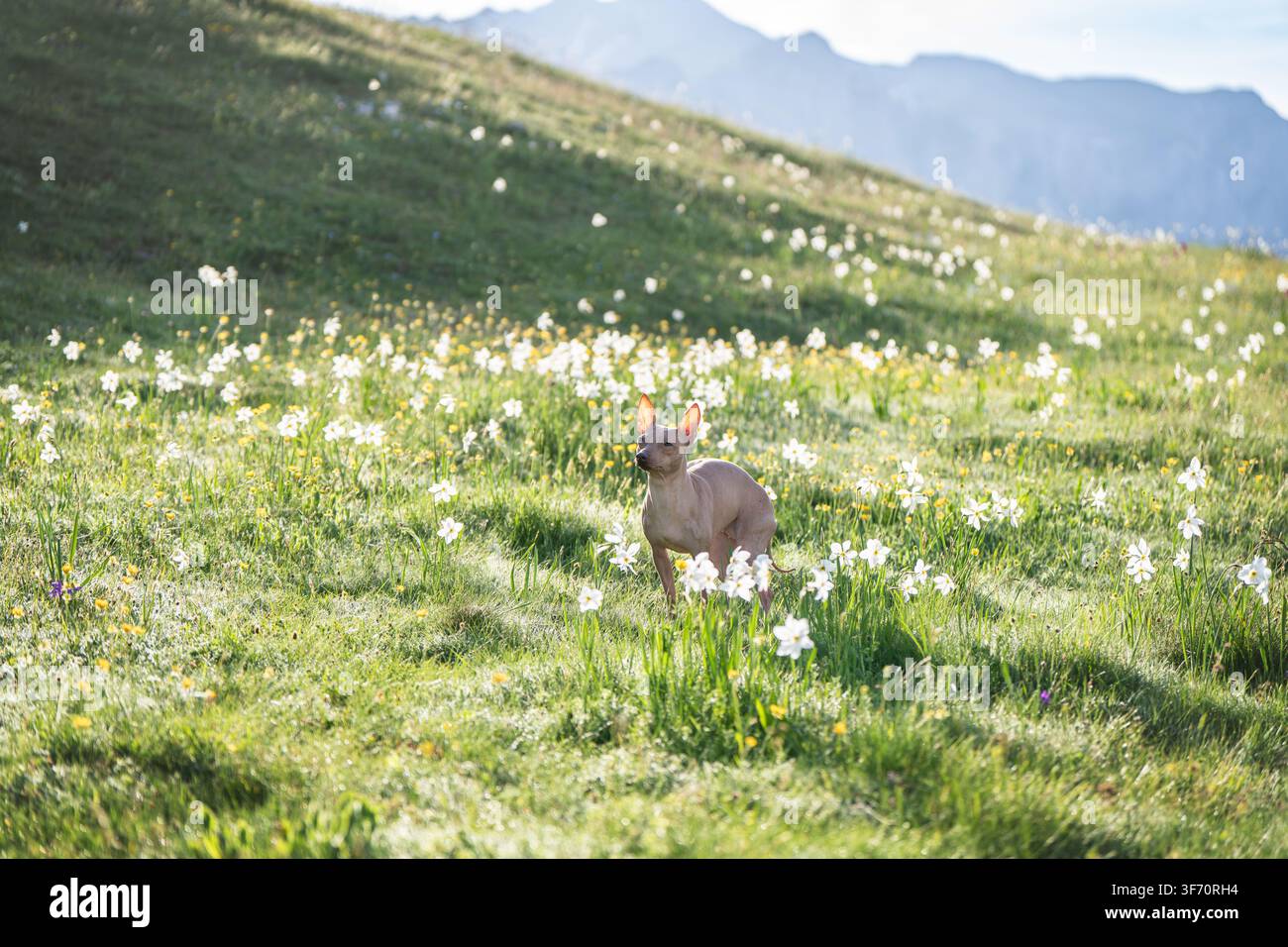 Xoloitzcuintli erkundet eine malerische grüne alpine Wiese mit weißen Wildblumen und majestätischen Bergen im Hintergrund. Hochwertiges Foto Stockfoto