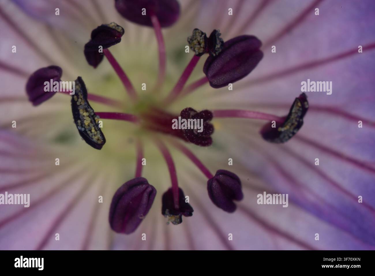 Buntes Blumenbeet im Siegener Schlossgarten in äußerster Nähe Stockfoto