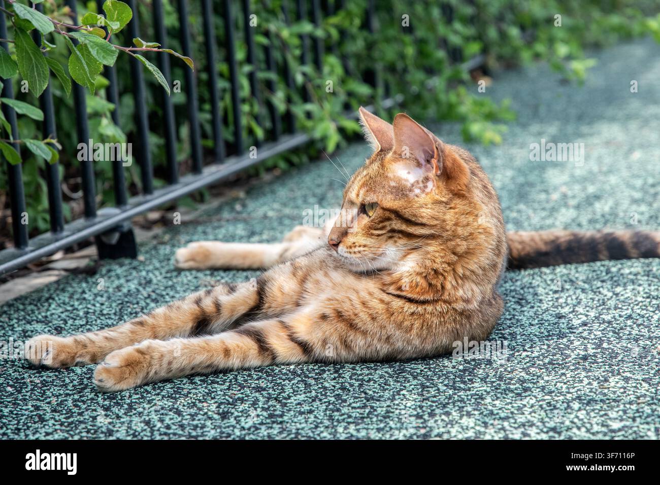 Brauner gefleckter Tabby-Kater ruht draußen, den Kopf aufmerksam zur Seite gewandt, während er seine Umgebung beobachtet. Stockfoto