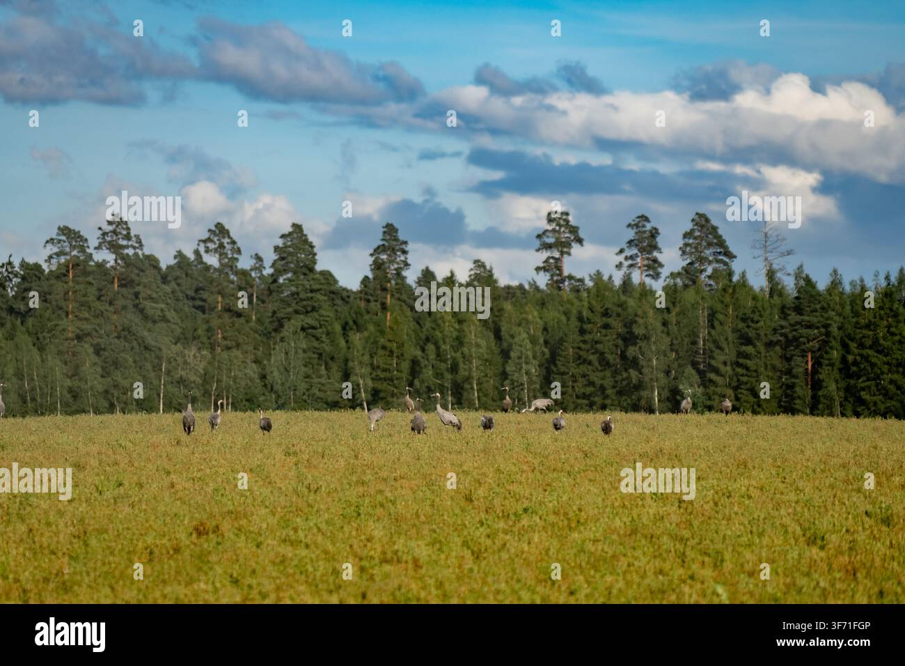 Graue Kraniche, die während der Herbstzugzeit in einer offenen ländlichen Wiesenumgebung stehen und laufen, zeigen wildes Tierverhalten und Vogelökologie Stockfoto