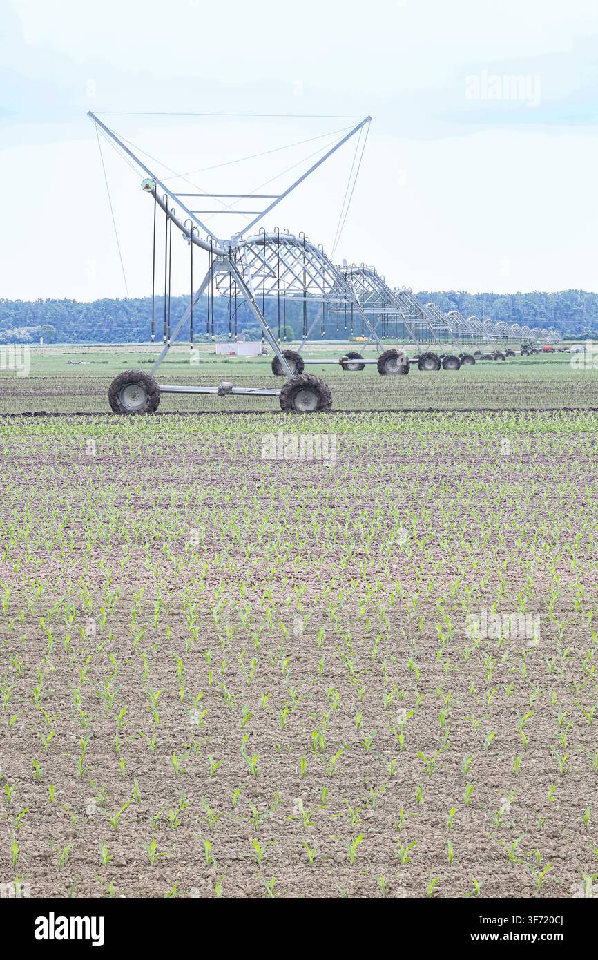 Zentralschwenkbewässerungssystem, das ein großes landwirtschaftliches Feld mit jungen Maiskeimlingen, feuchtem Boden und landwirtschaftlichen Maschinen überspannt; erinnert an moderne Landwirtschaft, c Stockfoto
