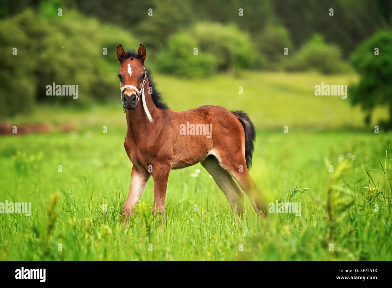 Braunes arabisches Pferdefohlen, das über das grüne Grasfeld läuft, Seitenansicht Stockfoto