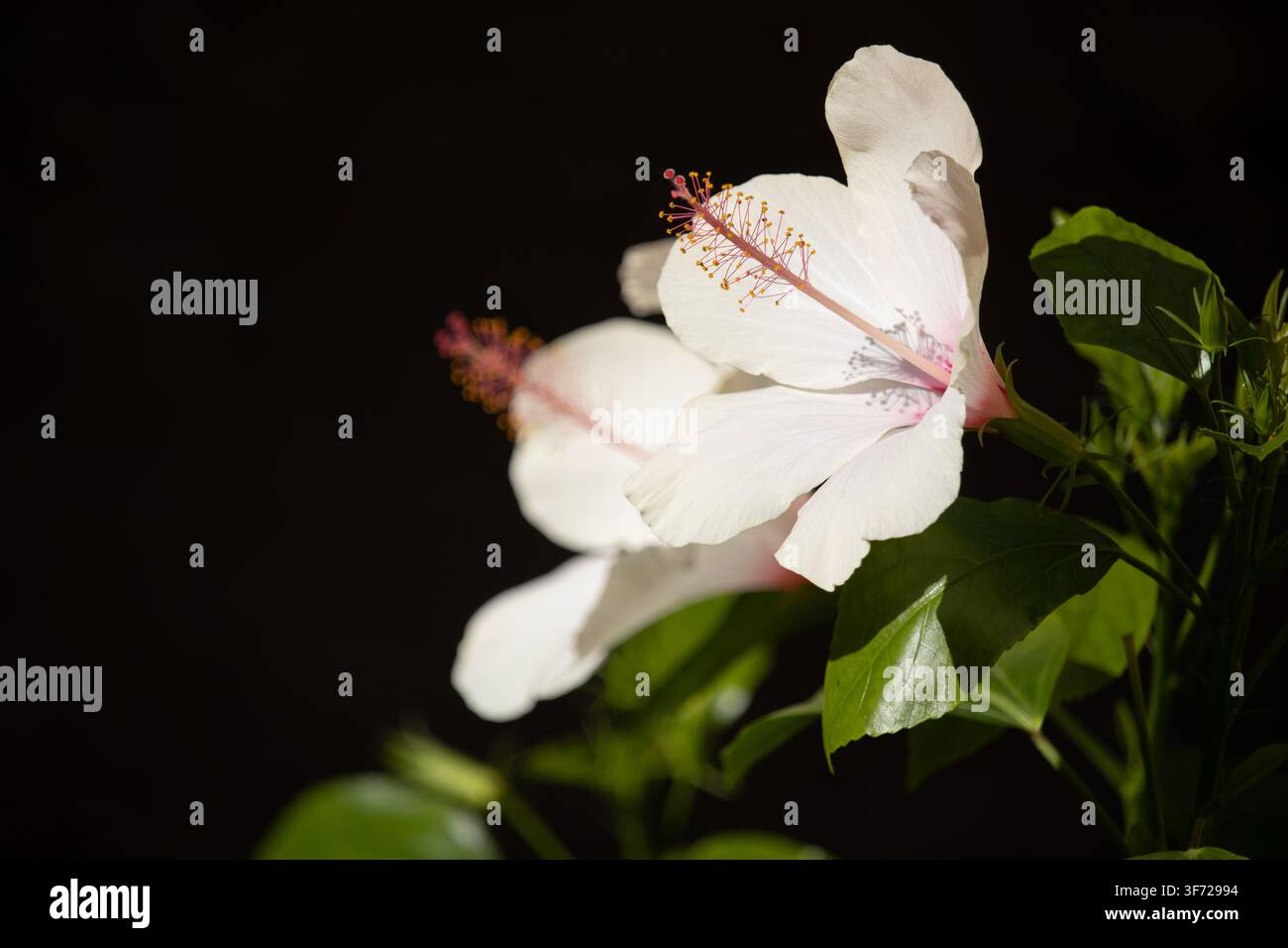 Nahaufnahme von blühenden weißen Hibiskusblüten (Hibiscus rosa-sinensis) mit markanten roten und gelben Staubfäden vor dunklem Hintergrund Stockfoto