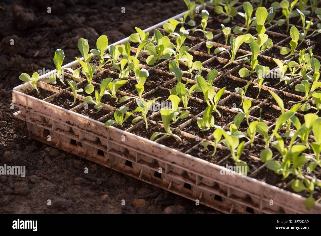 Salatkeimlinge sonnen sich in einer sonnendurchfluteten Anzuchtschale, vorbereitet für die zukünftige Umpflanzung, um die Erträge der lokalen Landwirtschaft zu steigern. Stockfoto