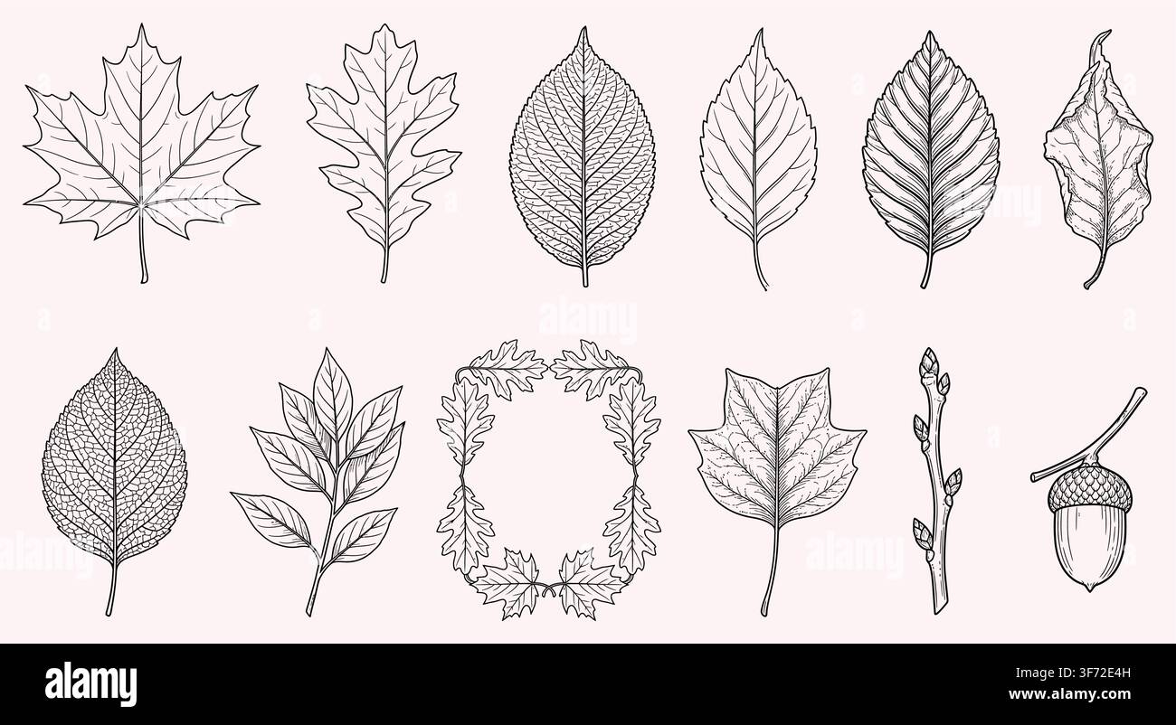 Handgezeichnetes Vintage-Vektor-Botanical-Blatt, Eichenkrone und Eichel-Linienkunst-Set isoliert auf weißem Hintergrund. Stock Vektor