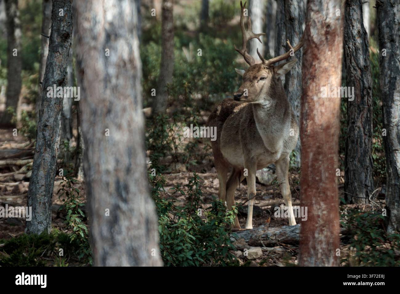 Hirsch mit Geweih steht zwischen Baumstämmen in einem natürlichen Waldhabitat Stockfoto