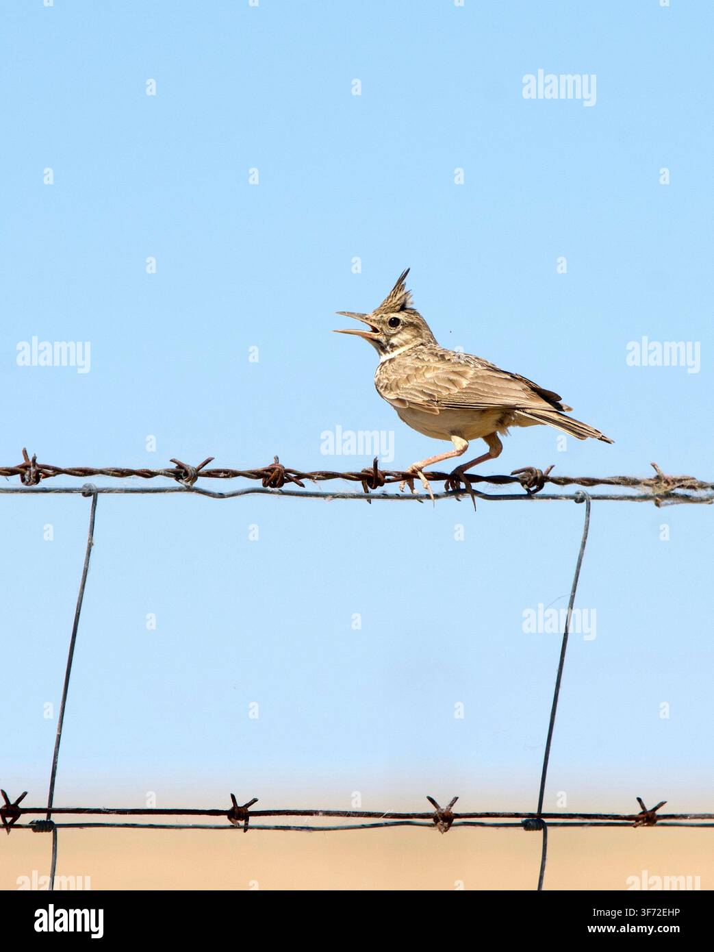 Kammhörnchen Galerida cristata auf einem Draht sitzend in Extremadura, Spanien Stockfoto