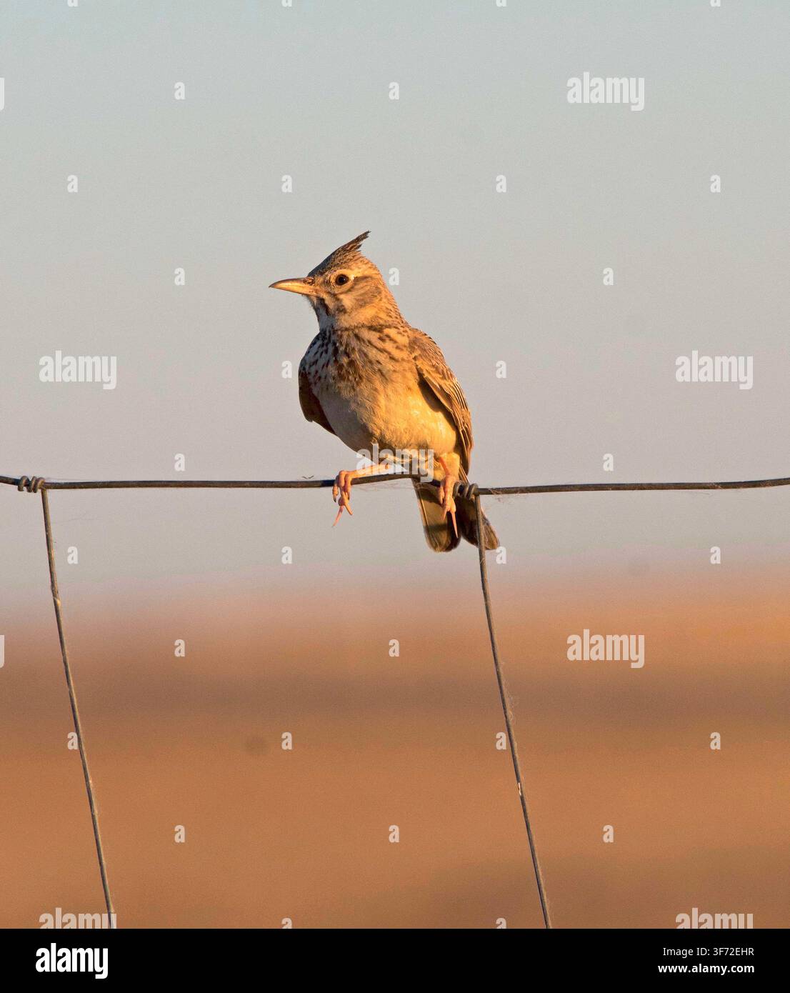 Kammhörnchen Galerida cristata auf einem Draht sitzend in Extremadura, Spanien Stockfoto