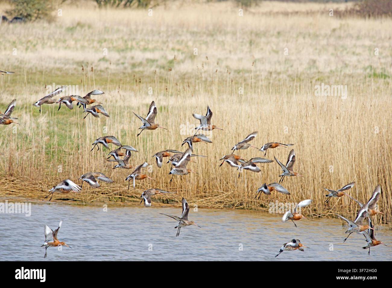 Schwarzschwanz-Triele Limosa limosa im Brutkleid, die in ein Gewässer in Pagham West Sussex herabkommen Stockfoto