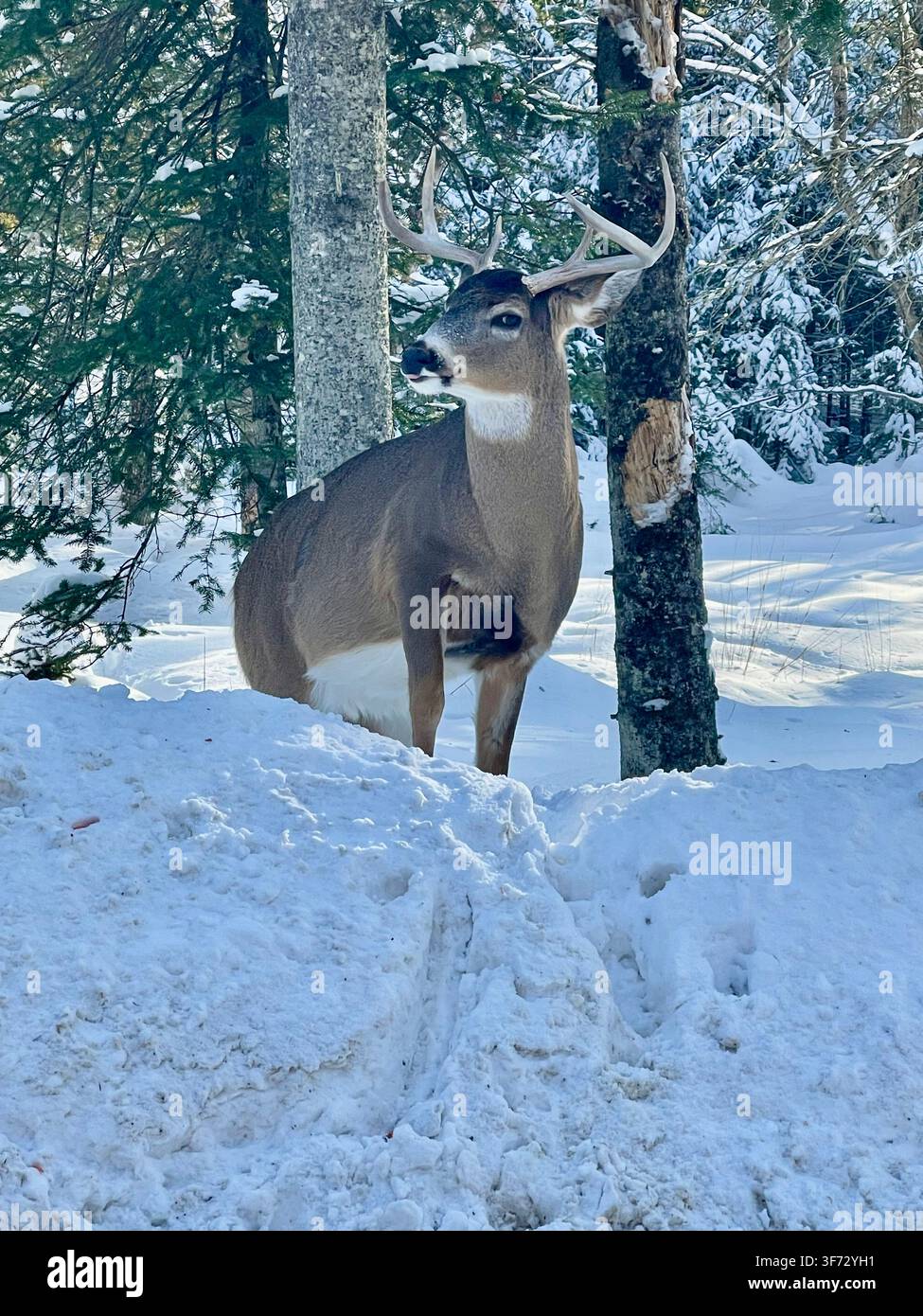 Weißwedelhirsch (Odocoileus virginianus) im Parc Omega Wildtierpark, Montebello, Outaouais, Quebec, Kanada. Gefangenes Tier in natürlichem Gehege. - Smartphone-aufgenommenes Stockfoto