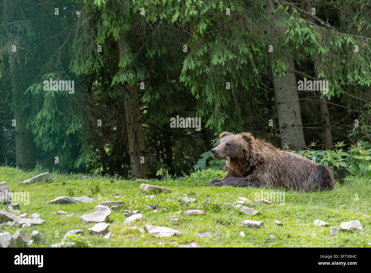 Ein wilder Braunbär ruht auf Gras und Felsen im Schatten von Fichten. Das Tier entspannt sich in seinem Waldhabitat bei Tageslicht ohne jegliche H Stockfoto