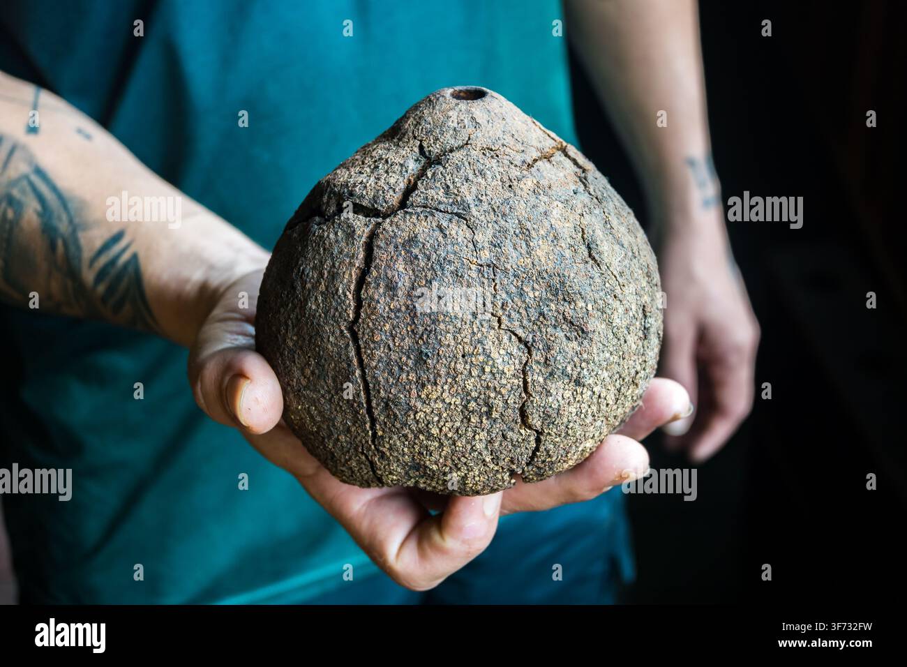 Eine Kapsel mit Brazilnüssen (Bertholletia excelsa), bevor sie geöffnet wird. Amazonas, Brasilien. Stockfoto