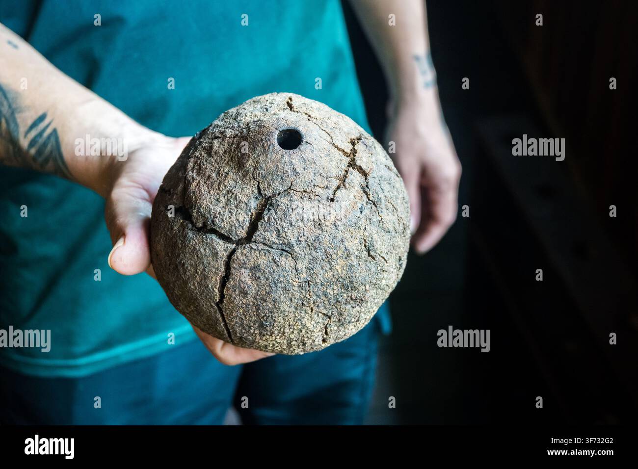 Eine Kapsel mit Brazilnüssen (Bertholletia excelsa), bevor sie geöffnet wird. Amazonas, Brasilien. Stockfoto