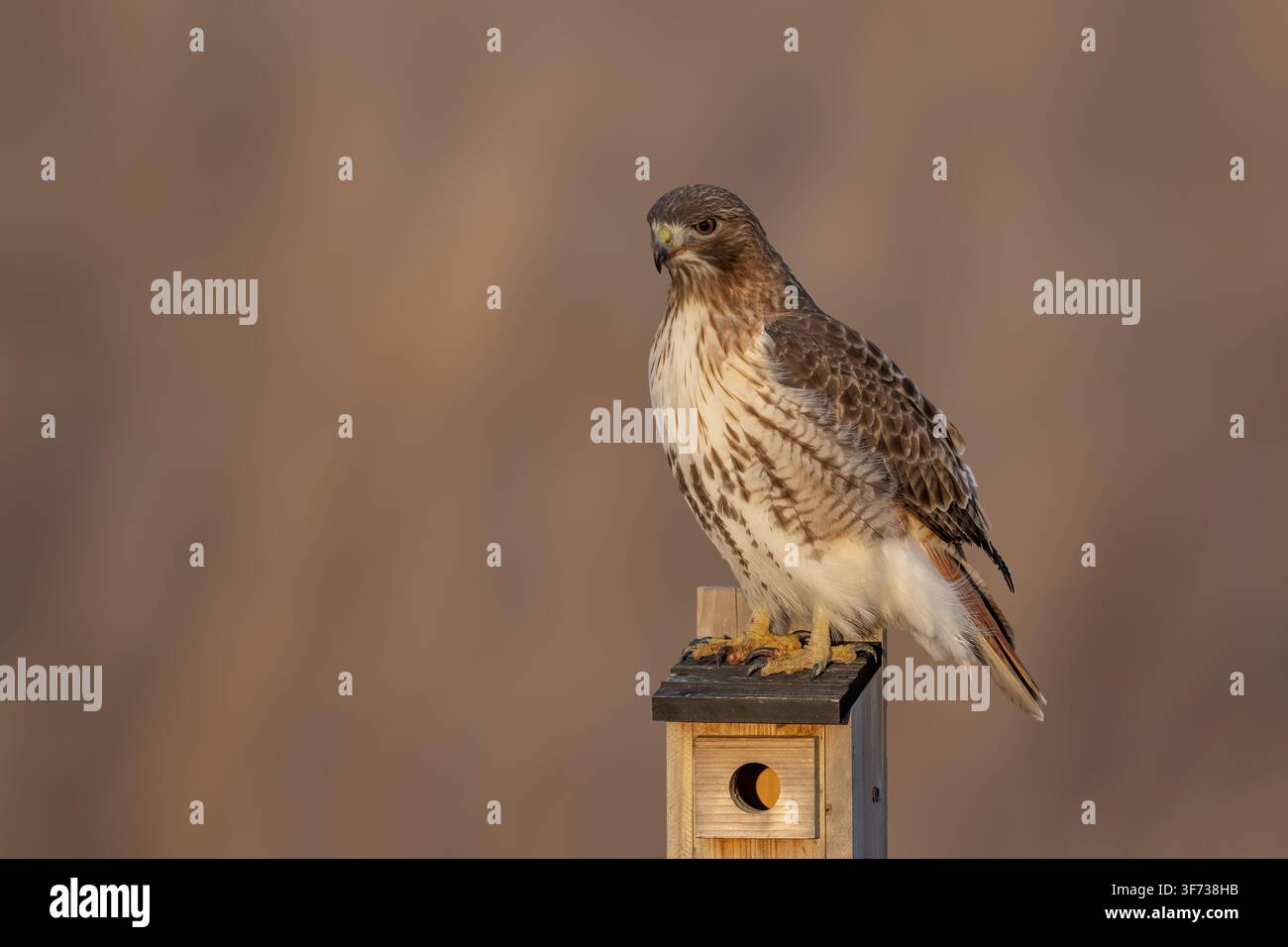 Erwachener Rotschwanzbussard, der auf einem Holzpfosten in einer Winterwiese sitzt und in seinem natürlichen Lebensraum nach Beute Ausschau hält. Stockfoto
