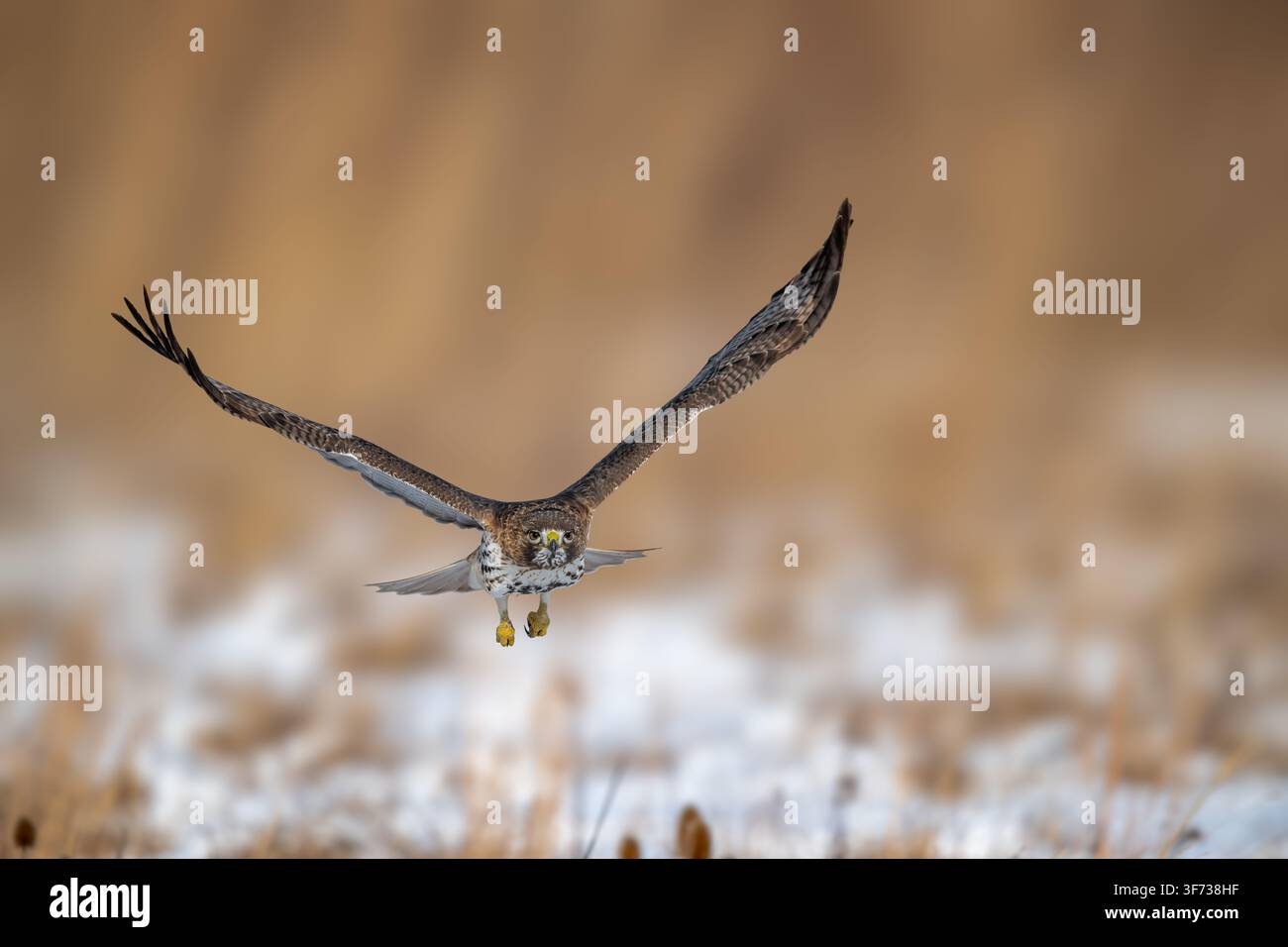 Rotschwanzbussard, der mit vollständig ausgebreiteten Flügeln im Flug über eine Winterwiese auf den Betrachter zufliegt Stockfoto