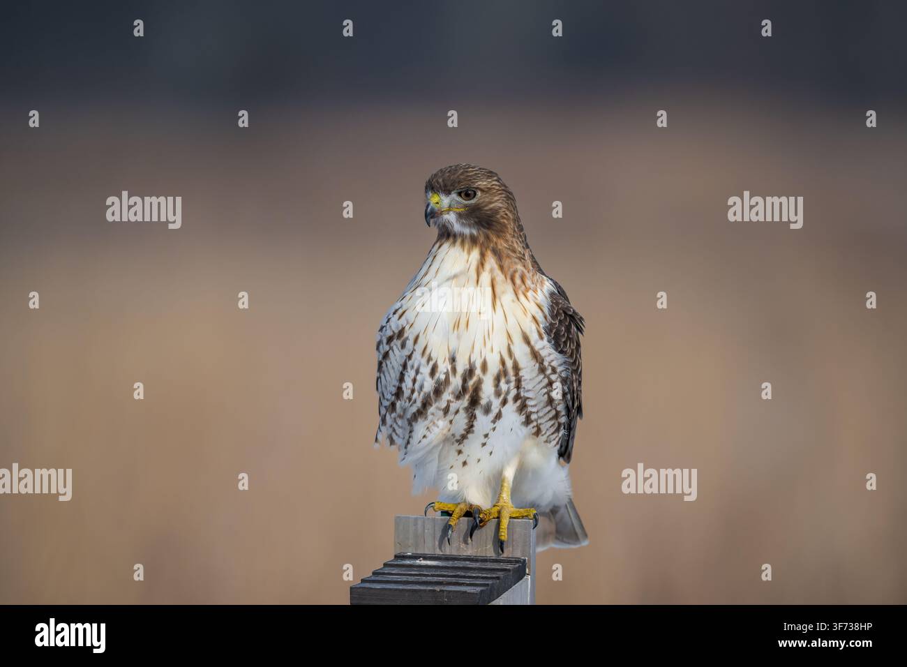 Erwachener Rotschwanzbussard, der auf einem Holzpfosten in einer Winterwiese sitzt und in seinem natürlichen Lebensraum nach Beute Ausschau hält. Stockfoto