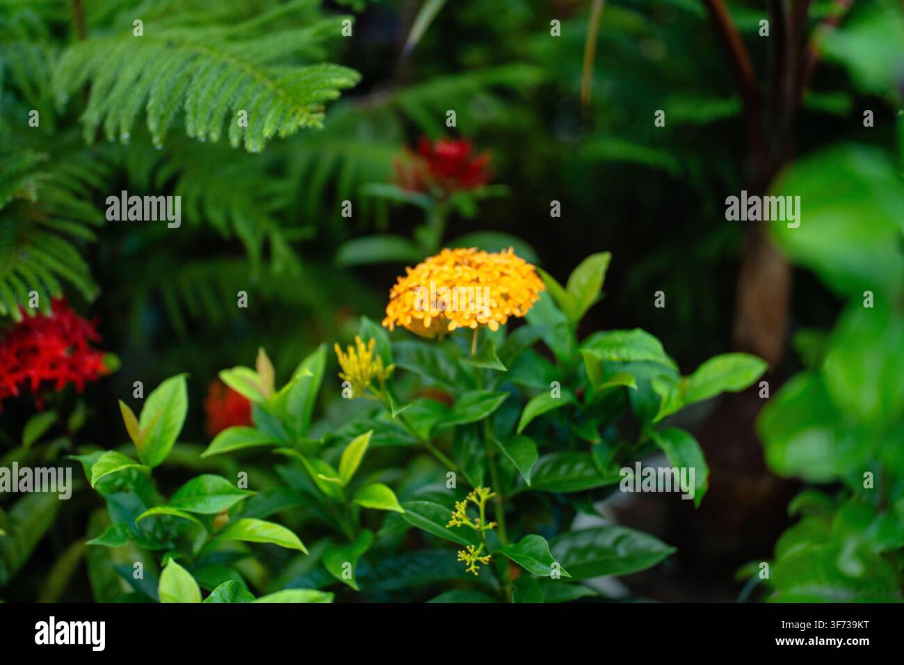 Ein Büschel hellgelber blühender Pflanzen mit grünem Laub, die in einer üppigen, schattigen Gartenumgebung wachsen. Stockfoto