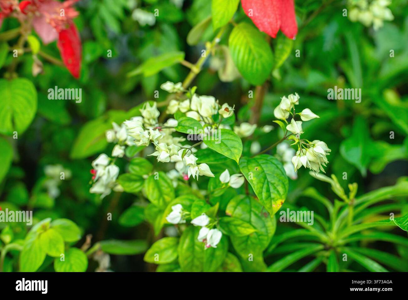 Ein Büschel kleiner weißer Blüten mit grünen Blättern und Stängeln, die in einer üppigen Gartenumgebung wachsen. Stockfoto