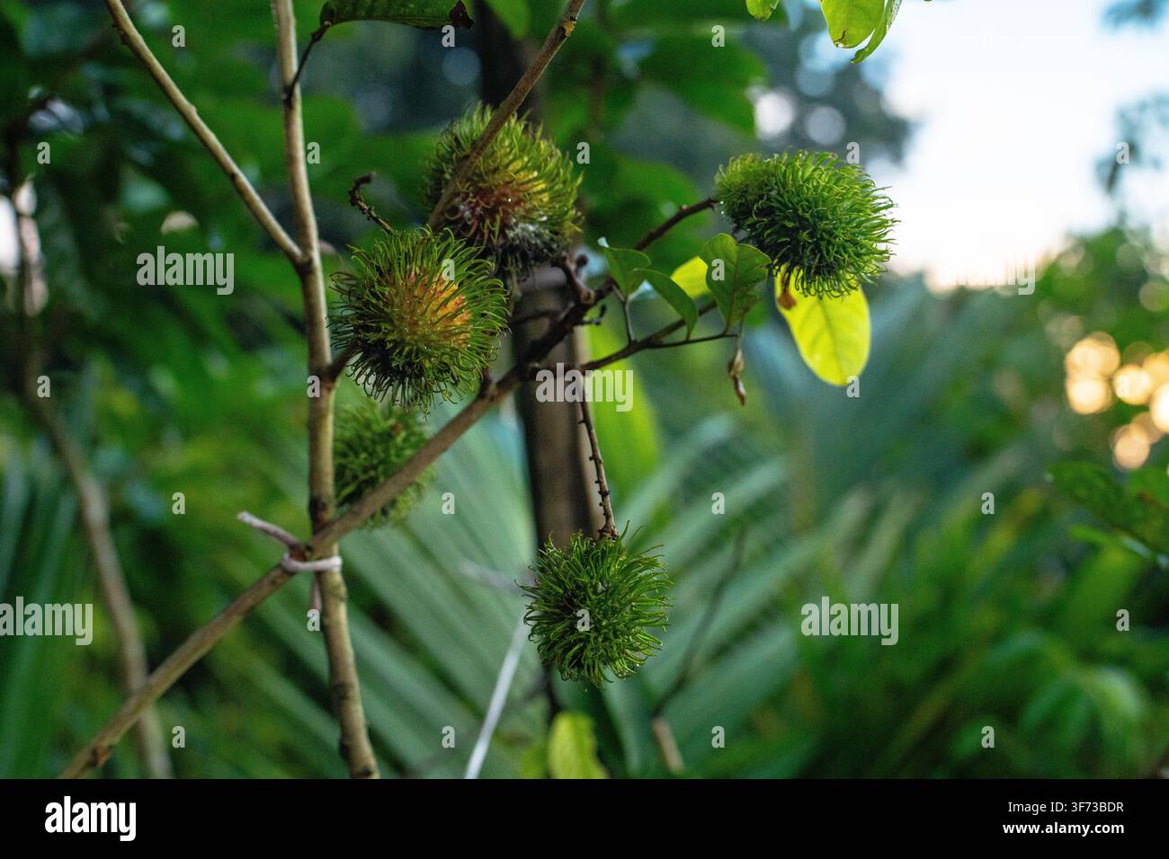 Eine Libelle ruht auf einem Ast, der mit stacheligen grünen Samenkapseln und breiten Blättern geschmückt ist, in einer üppigen, natürlichen Umgebung. Stockfoto