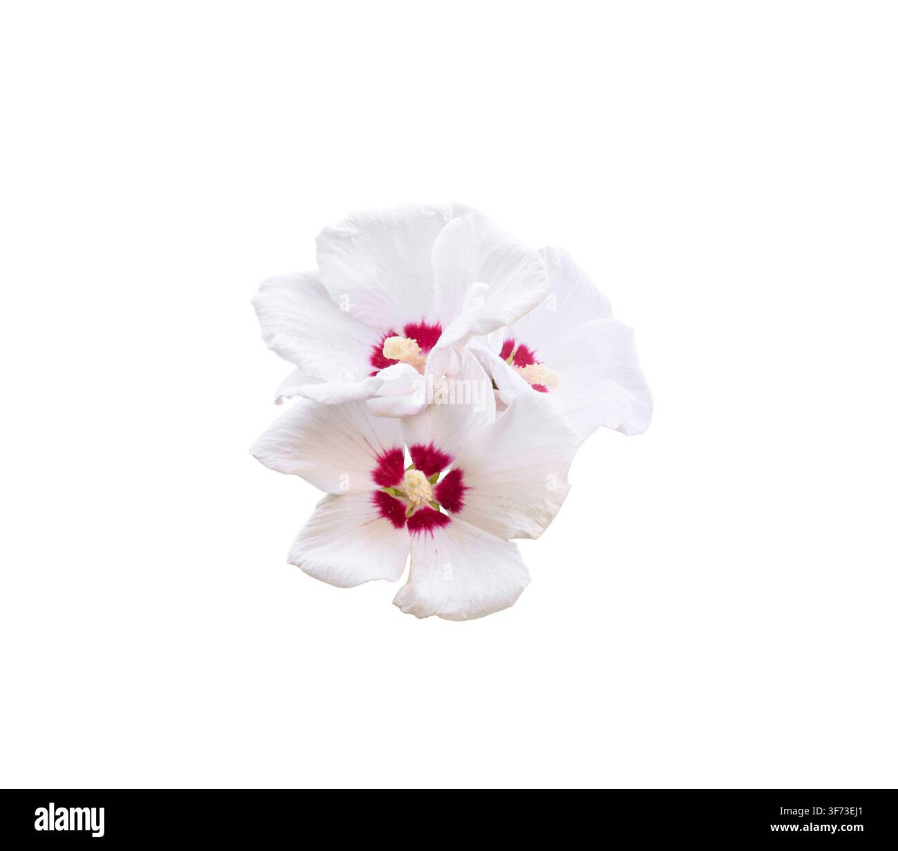 Nahaufnahme einer weißen Hibiscus-syriacus-Blüte mit tief magentafarbenem Zentrum und auffälligen Staubfäden, isoliert auf weißem Hintergrund Stockfoto