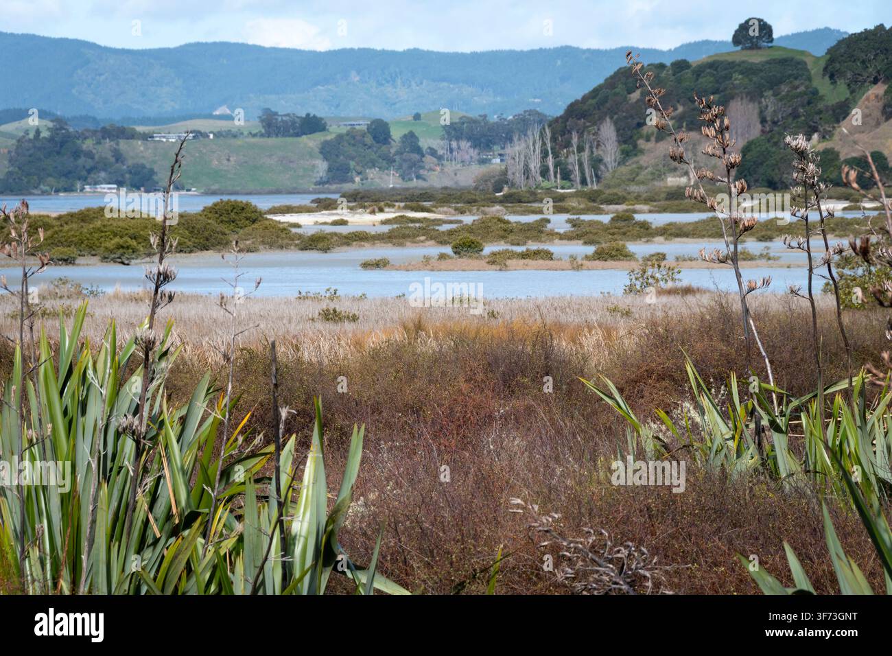 Küstenfeuchtgebiet, Duder Regionalpark, Auckland, Nordinsel, Neuseeland Stockfoto