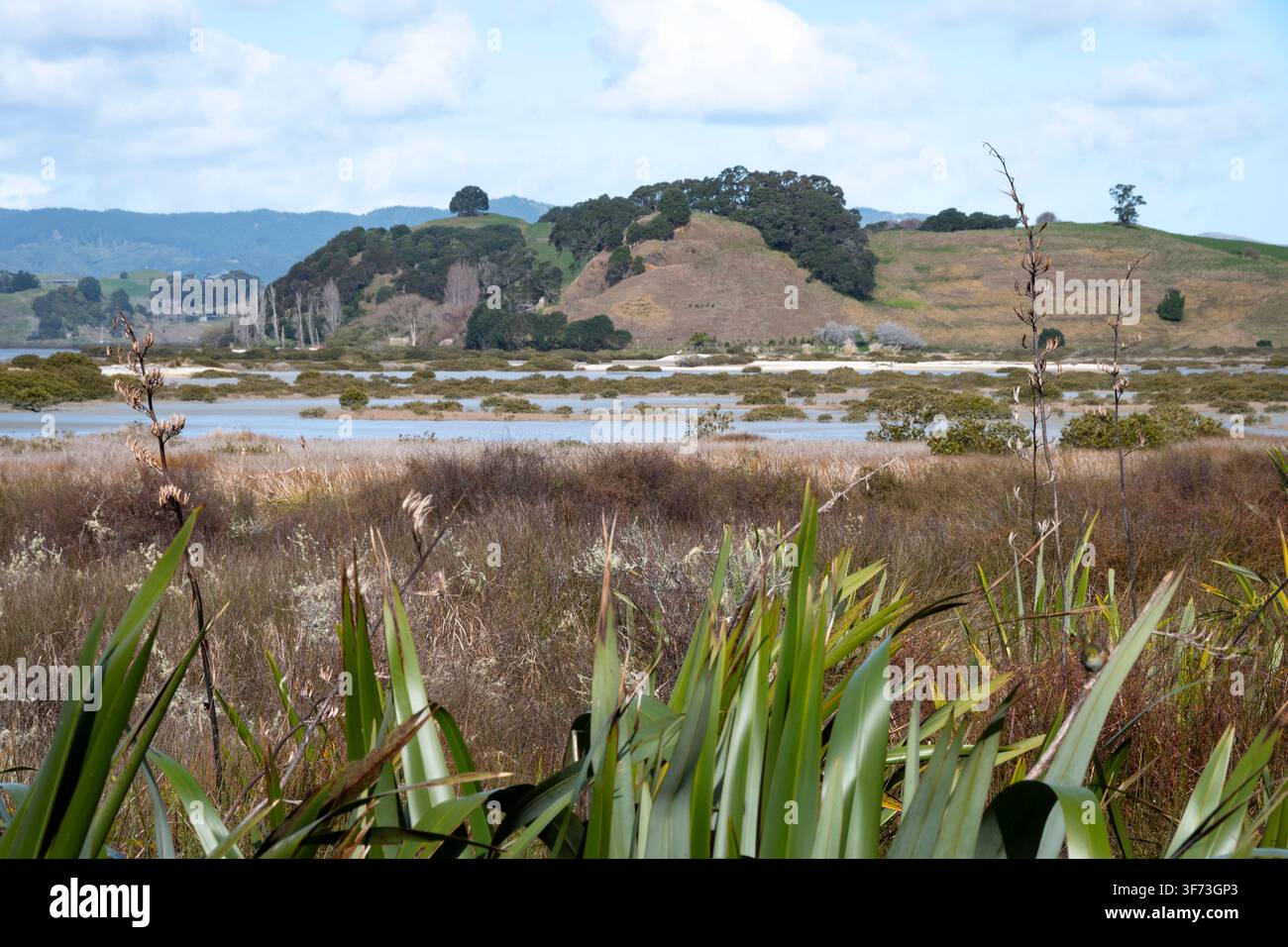 Küstenfeuchtgebiet, Duder Regionalpark, Auckland, Nordinsel, Neuseeland Stockfoto