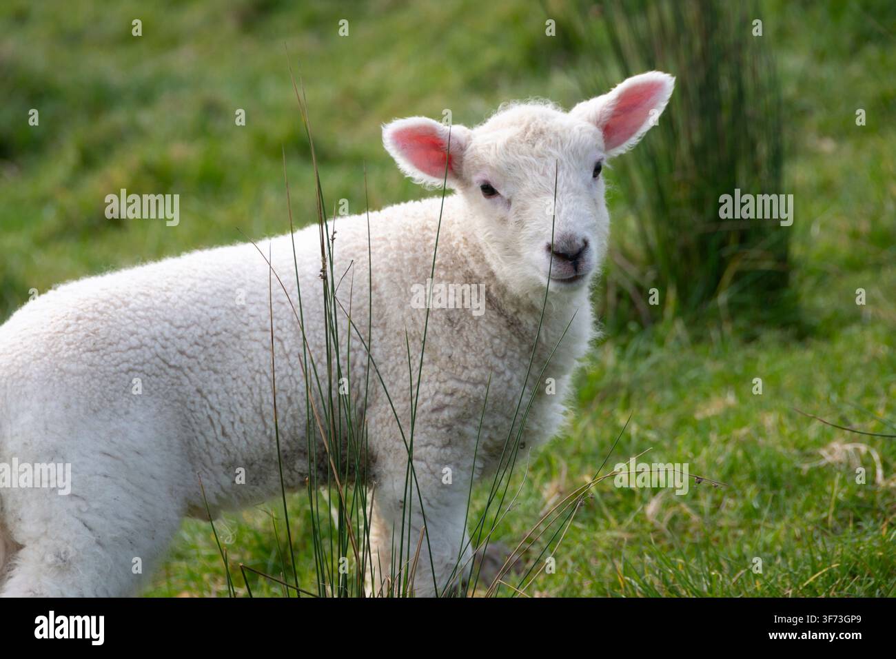Neugeborenes Lamm, Duder Regionalpark, Auckland, Nordinsel, Neuseeland Stockfoto