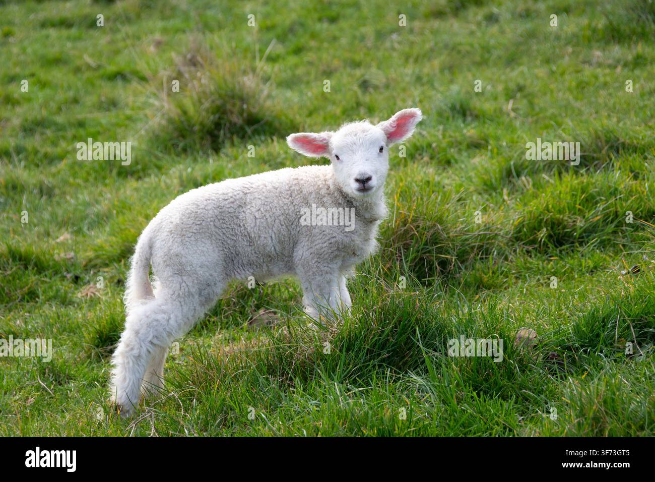 Neugeborenes Lamm, Duder Regionalpark, Auckland, Nordinsel, Neuseeland Stockfoto