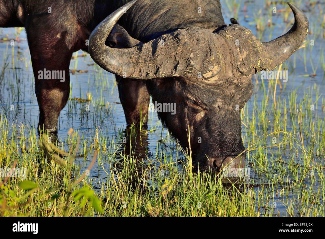 Naher Blick auf einen Kap-Buffel im Chobe-Fluss, Botswana Stockfoto
