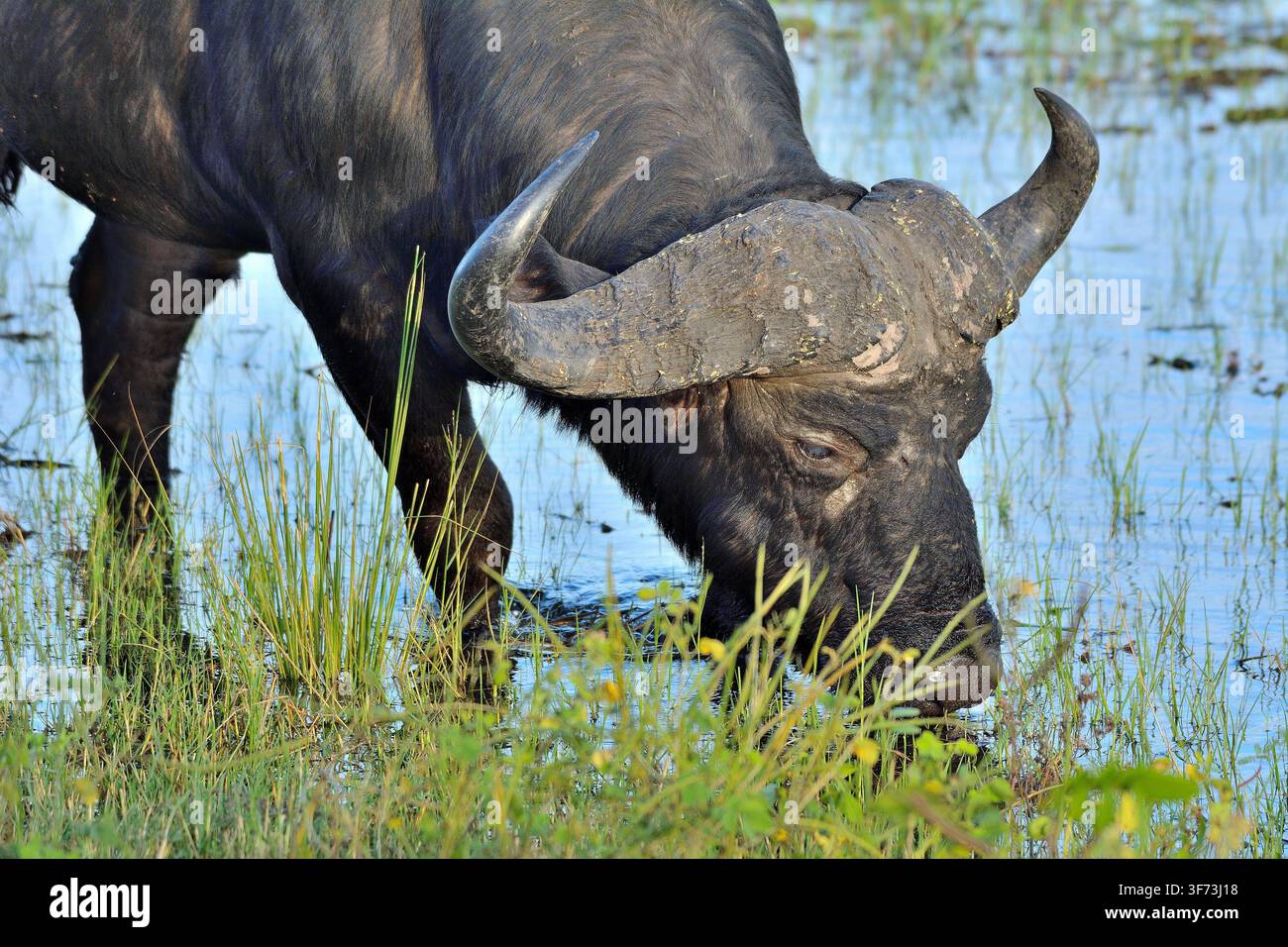 Naher Blick auf einen Kap-Buffel im Chobe-Fluss, Botswana Stockfoto