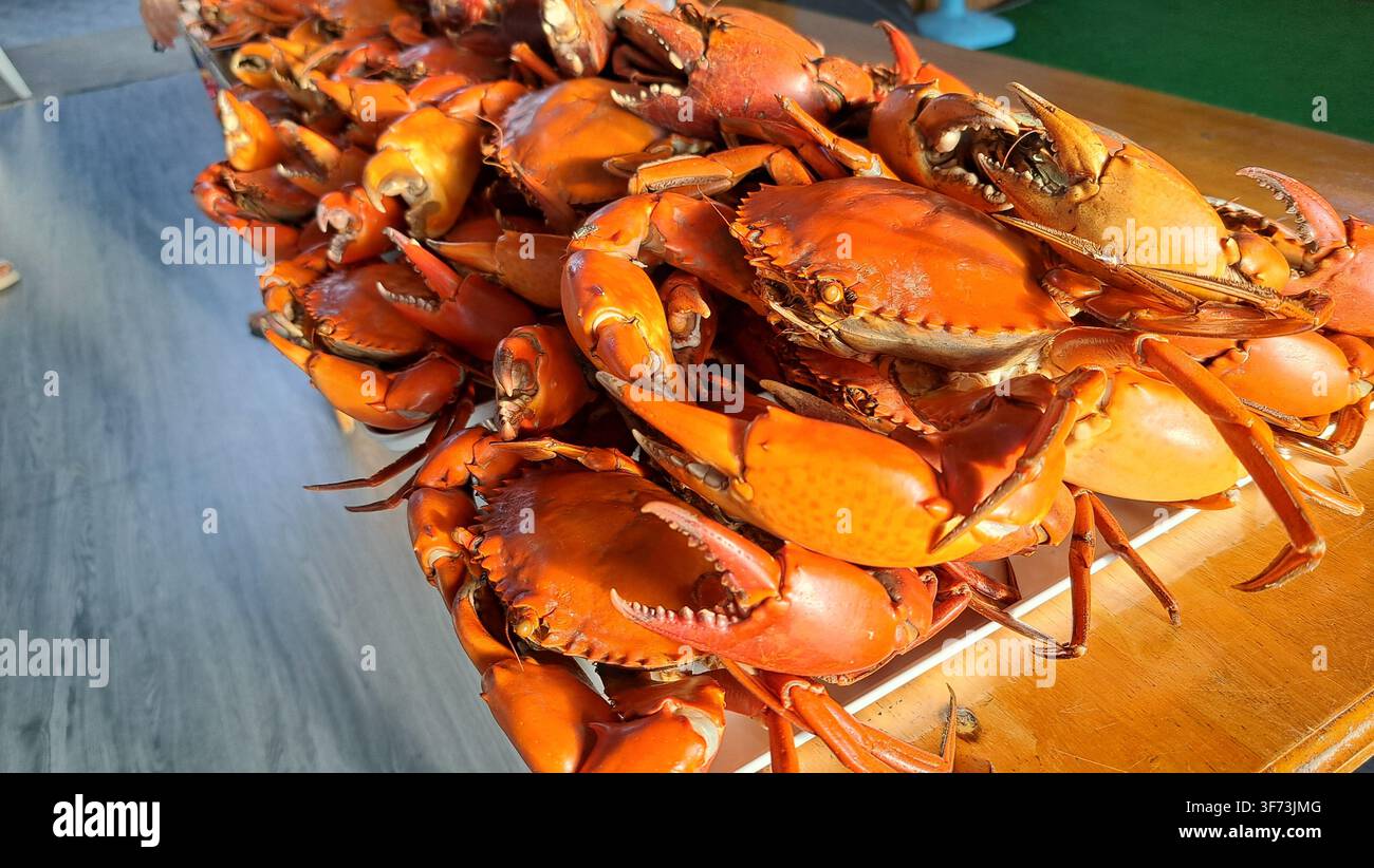 Gedämpfte Mud-Crabs mit großen Scheren gestapelt auf dem Tisch. Stockfoto
