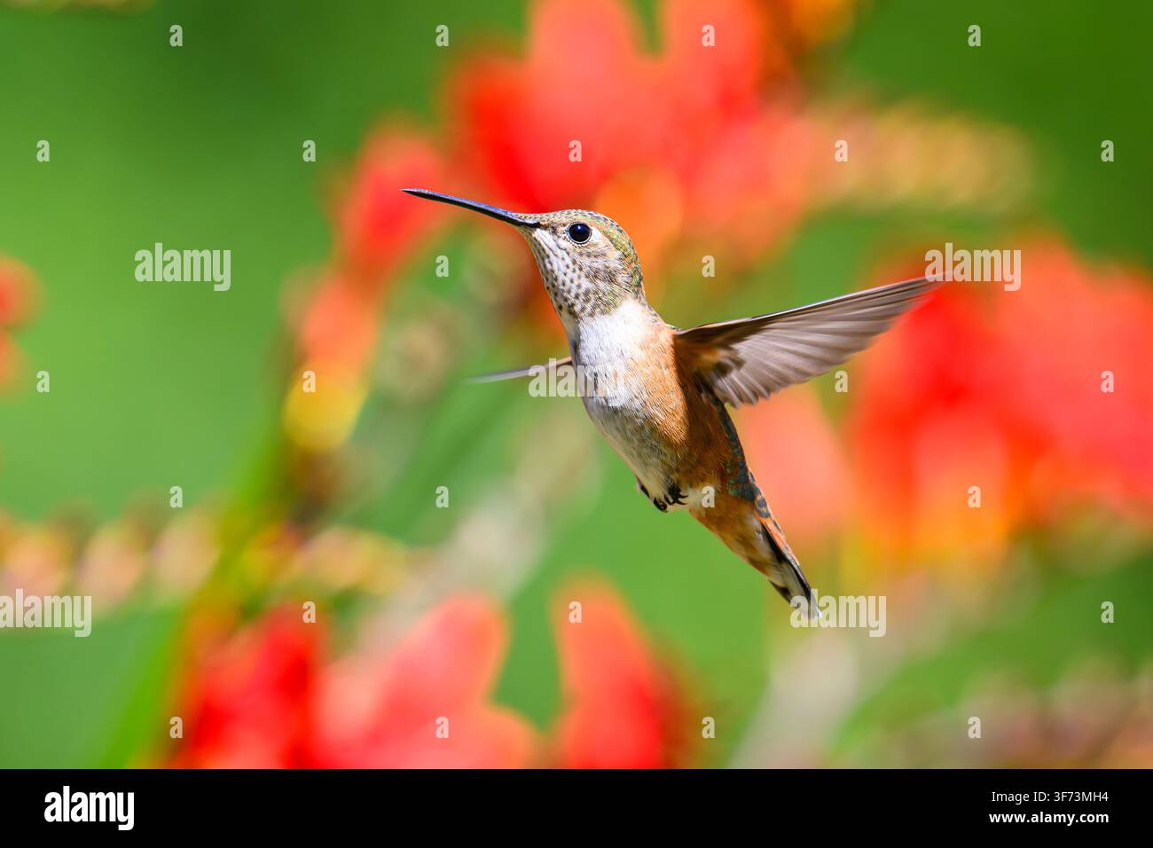 Roter Kolibri Selasphorus rufus schwebt vor unscharf eingestellten roten Crocosmia-Blumen im Sommer auf grünem Hintergrund Stockfoto
