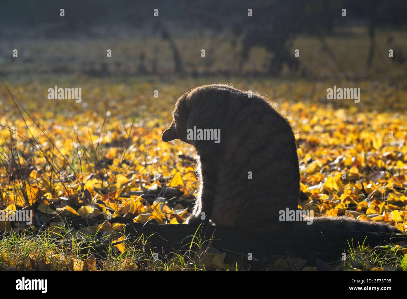 Japanischer getigerter Kater putzt sich zwischen gefallenen Ginkgoblättern im Herbst Stockfoto