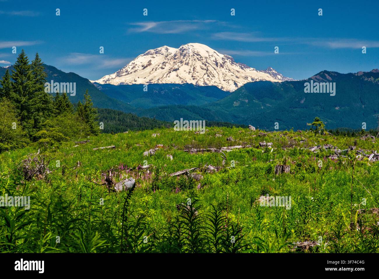 Mount Adams, Blick von der Forest Road 99, Kaskadenkette, Gifford Pinchot National Forest, Bundesstaat Washington, USA Stockfoto