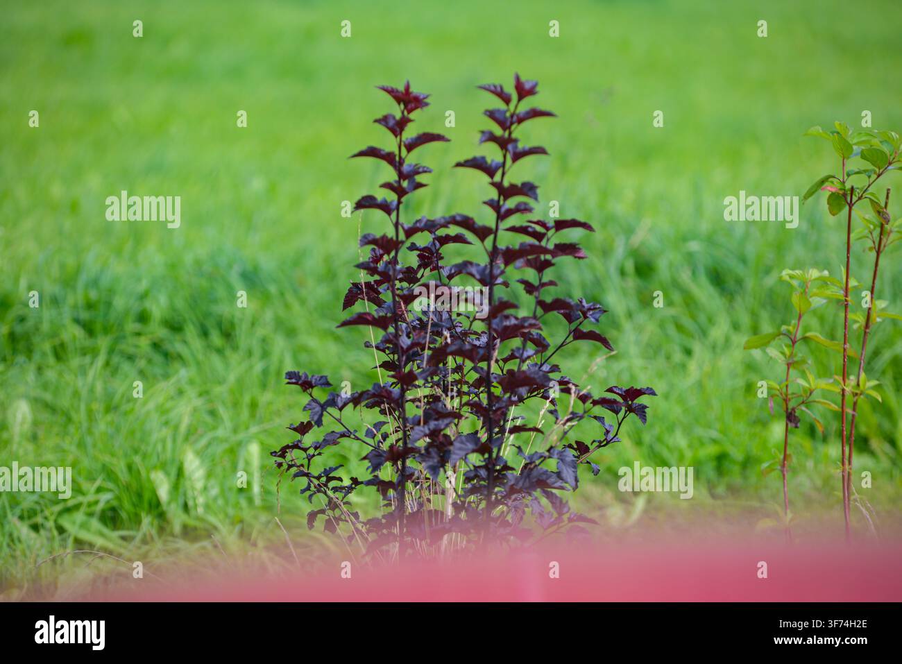 Nahaufnahme von violetten Basilikumpflanzen, die natürlich auf einem üppigen grünen Feld wachsen, mit jungen Blattpflanzen und weicher Unschärfe im Vordergrund. Ideal für Landwirtschaft, Hort Stockfoto