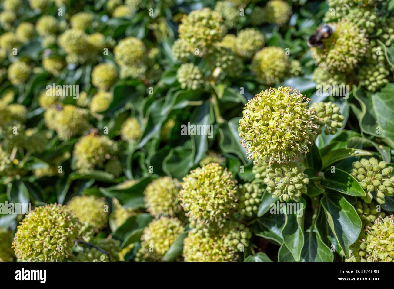 Efeu; Hedera helix; Blüten; UK Stockfoto
