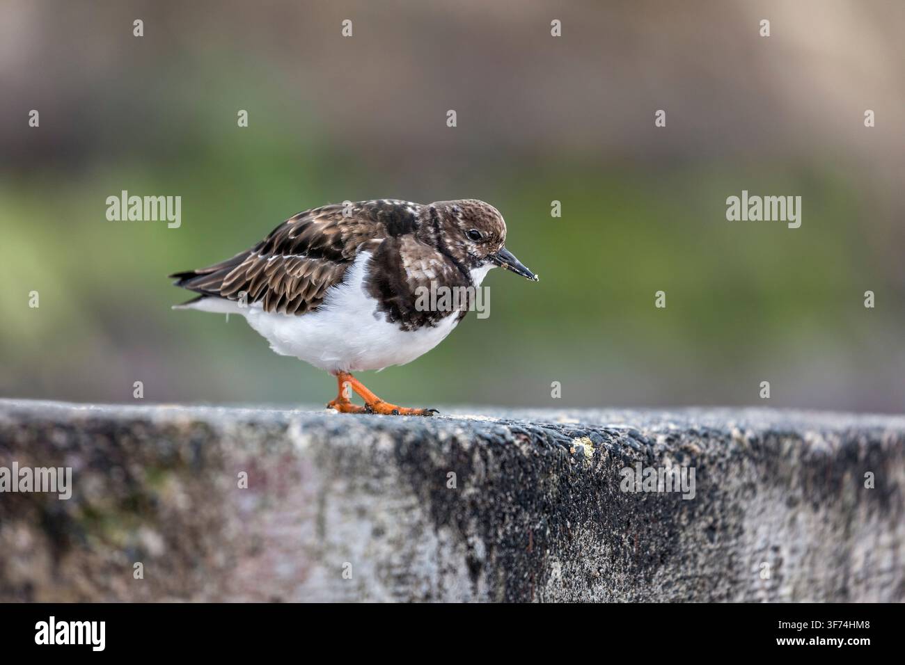Turnstone; Arenaria interpres; An einer Wand; UK Stockfoto