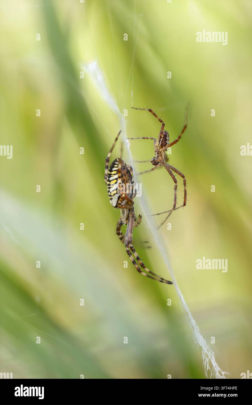 Wespenspinne; Argiope bruennichi; Weibchen und Männchen; UK Stockfoto