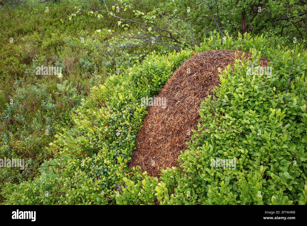 Holzameisenart; Formica sp.; Nest; Norwegen Stockfoto