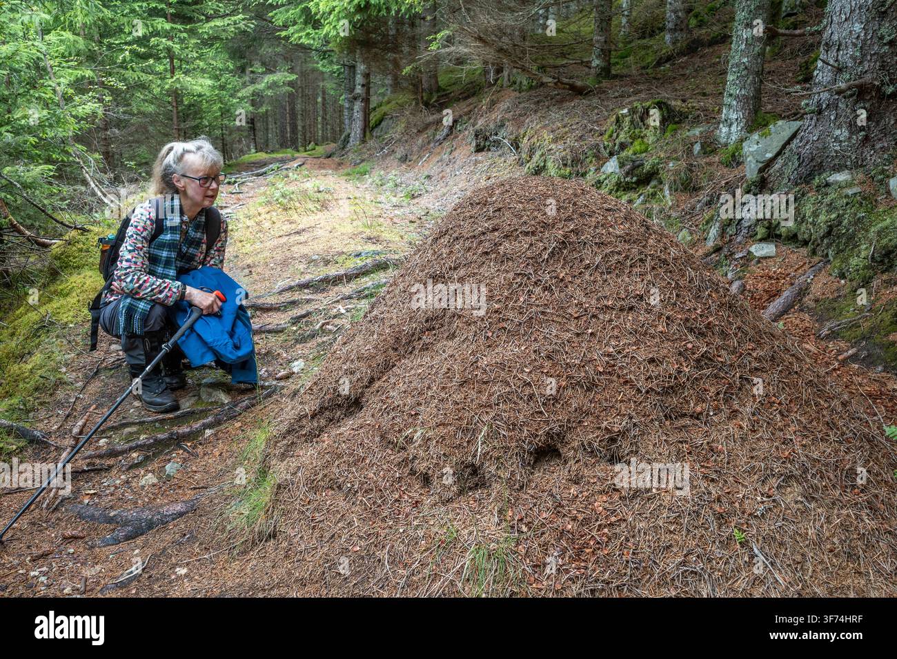 Ameisennest; Formica sp.; Norwegen Stockfoto