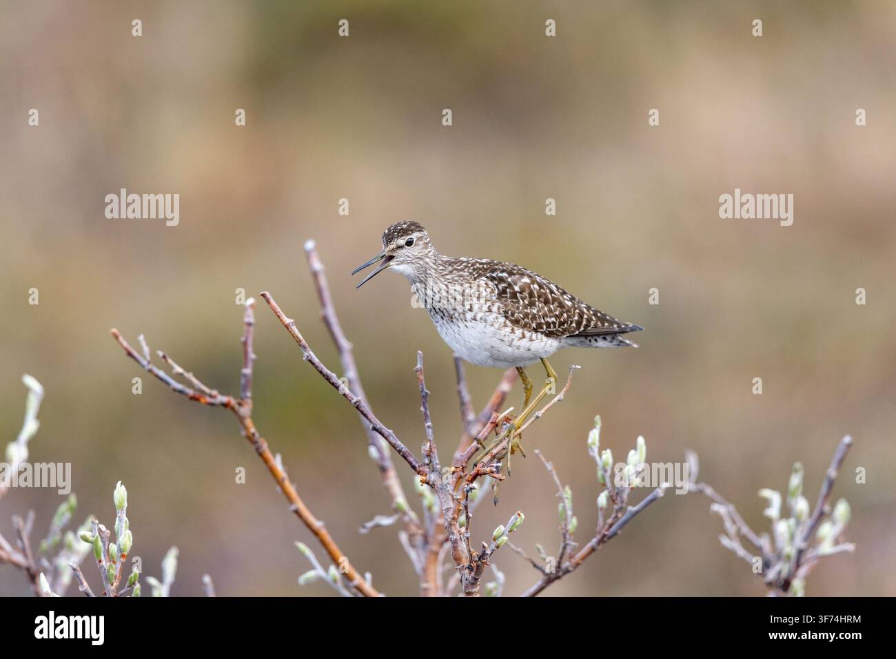 Waldschnepfe; Tringa glareola; Ruf; UK Stockfoto
