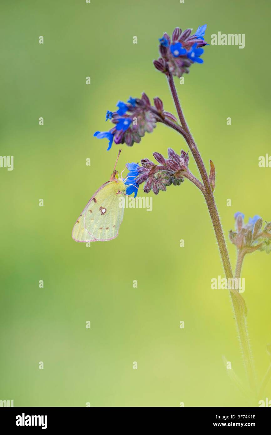 Gelbflügel-Ritterfalter, Colias croceus, sitzt auf einer Wildblume des Gewöhnlichen Alkanens, Bulgarien Stockfoto