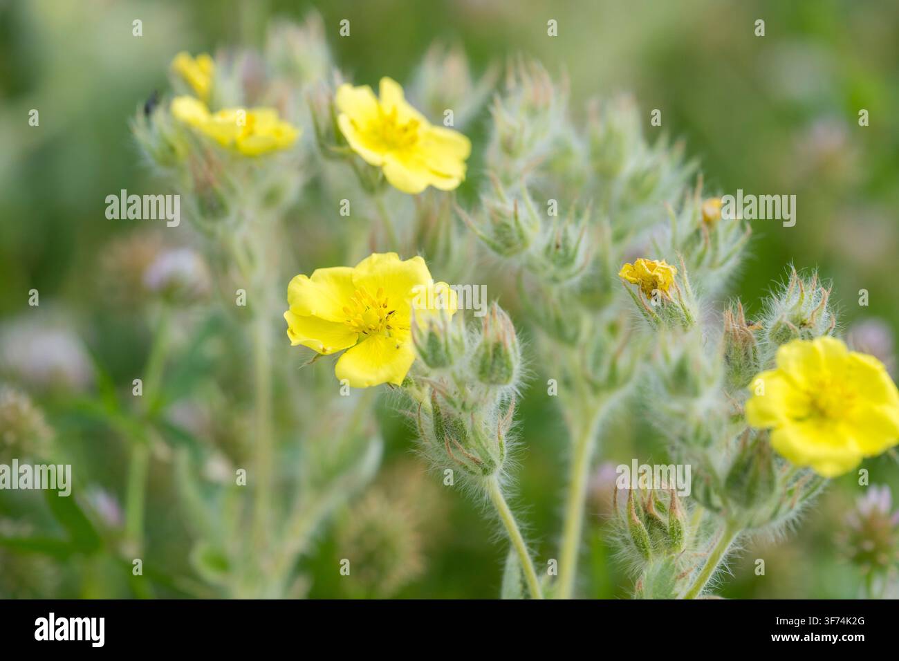 Schwefel-Fingerkraut, Potentilla recta, Blume, Bulgarien Stockfoto