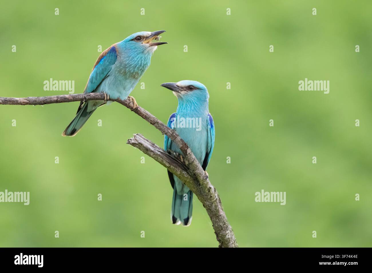 Europäischer Roller, Coracias garrulus, frisst eine Biene, Bulgarien Stockfoto
