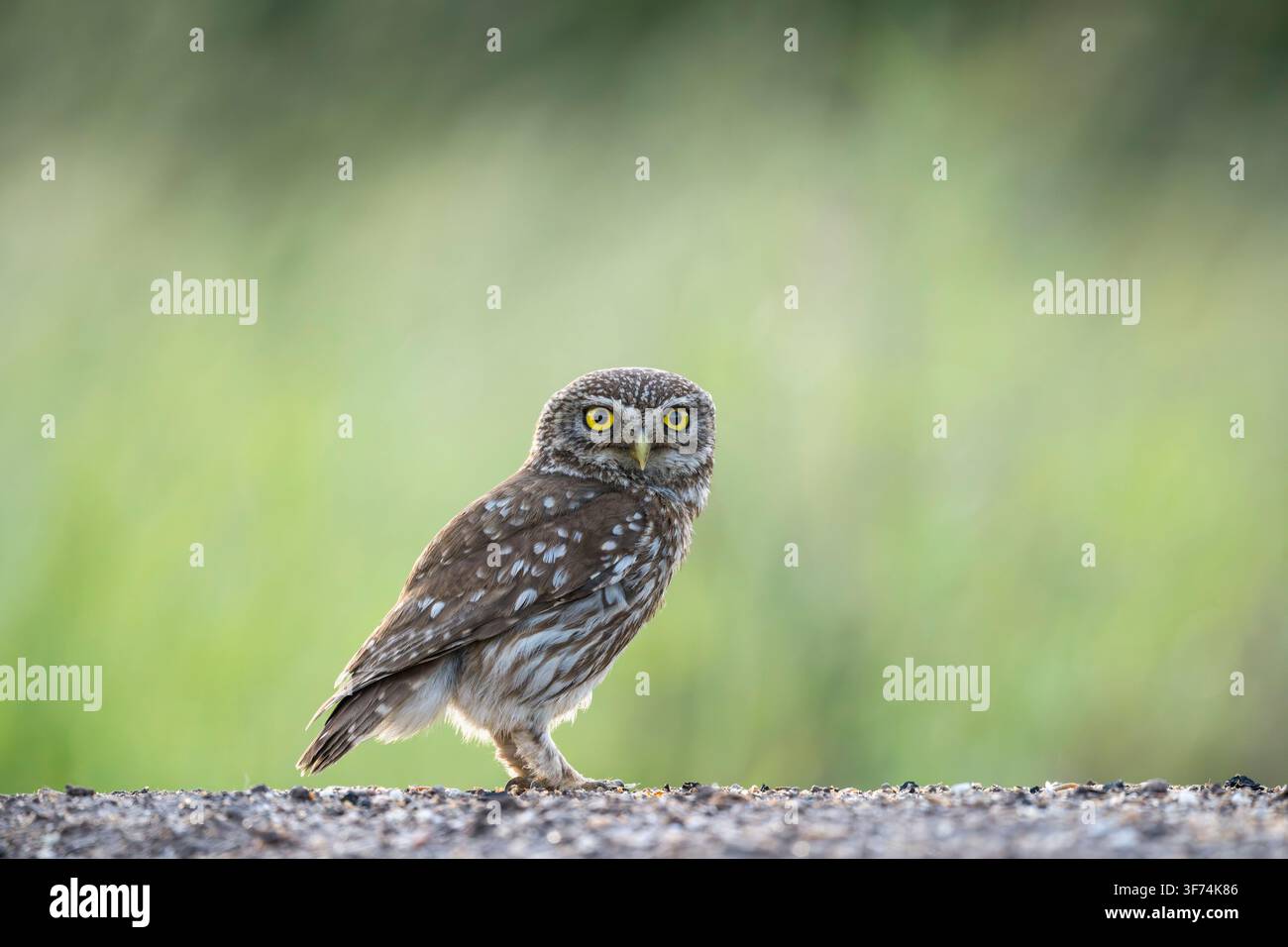 Kleine Eule, Athene noctua, Bulgarien Stockfoto