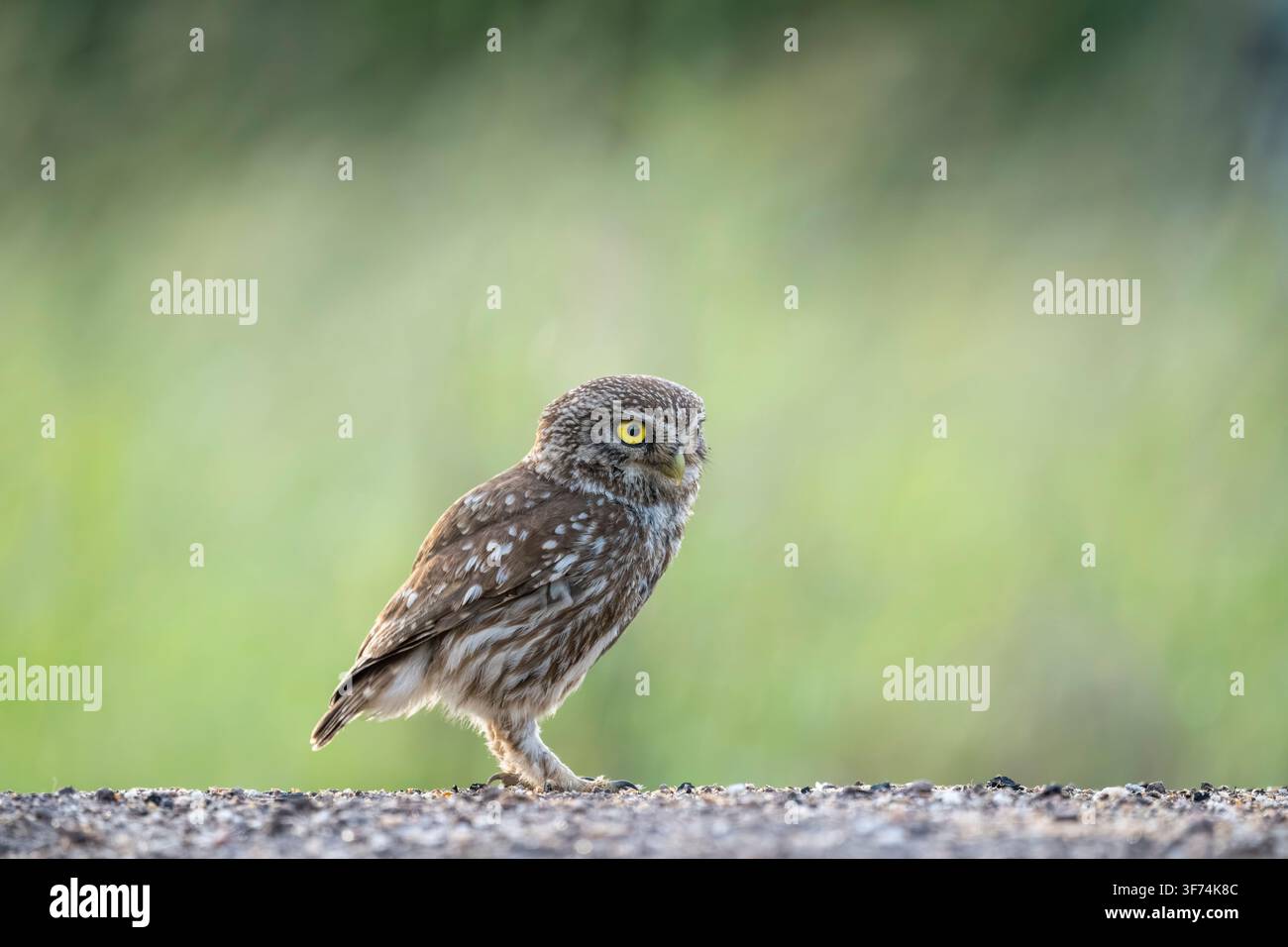 Kleine Eule, Athene noctua, Bulgarien Stockfoto
